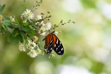 butterfly on a flower