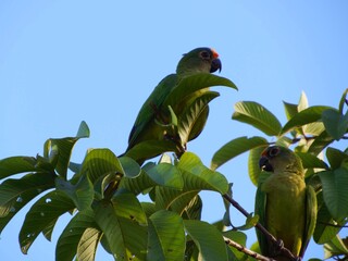 bird in the city of barra do bugres mt brazil