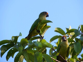 bird in the city of barra do bugres mt brazil