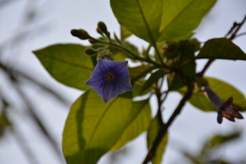 Purple Flower