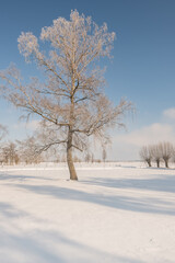 A frosty winter landscape. Poland-Podlasie 