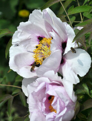 In the spring, a peony tree-like (Paeonia suffruticosa) blooms in the garden.