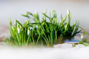 Snowdrop or common snowdrop (Galanthus nivalis) flowers in a bed of fresh snow with a bokeh background, in the first sunbeams of a new spring in Maastricht