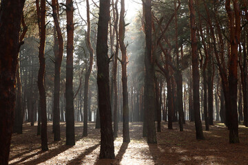 Fototapeta premium Picturesque view of beautiful forest on sunny day