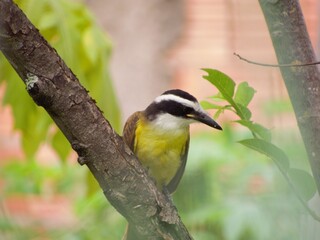 Birds in the nature of barra do bugres mt brasil