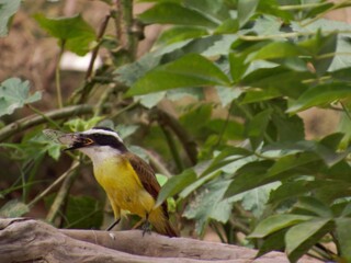 bird in the city of barra do bugres mt brazil