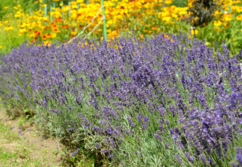 Flowering lavender narrow-leaved (Lavandula angustifolia Mill.) In the park