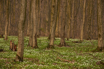 Flowers in the spring forest