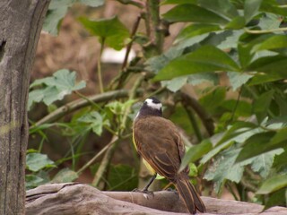 bird in the city of barra do bugres mt brazil