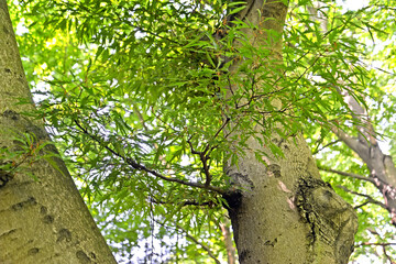 Fototapeta premium Forest split-leaved beech (Fagus sylvatica, var. laciniata), a branch with leaves on the background of the trunk