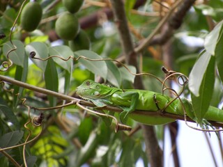 sinimbu green lizard in bugres bar - mt brazil