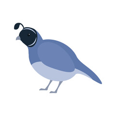 Cartoon quail. Illustration isolated on white background.