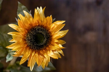 Obraz premium Rustic Sunflower
