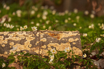 Flowers in the spring forest