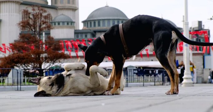 two dogs in the city square of Istanbul, Taksim, play with each other.