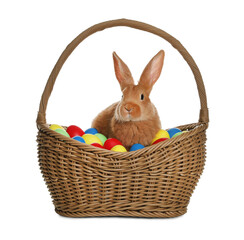 Adorable furry Easter bunny in wicker basket with dyed eggs on white background