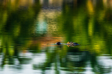 An American Alligator's eyes and snout just visible on the surface of a lake in Florida.
