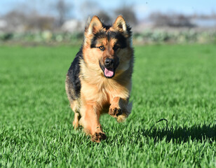 a nice german shepherd  in a green field