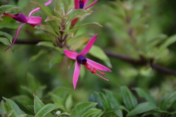 Pink Flower