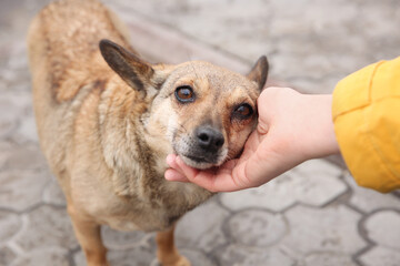 Woman stroking homeless dog on city street, closeup. Abandoned animal