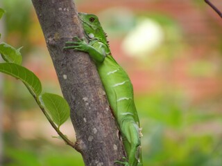 sinimbu green lizard in bugres bar - mt brazil