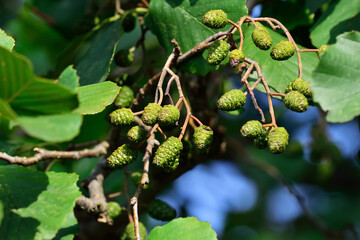 Cones and alder leaves close-up, beautiful natural background