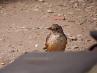 bird in the city of barra do bugres mt brazil