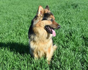 a nice german shepherd  in a green field
