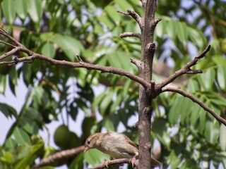 Birds in the nature of barra do bugres mt brasil