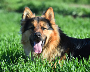 a nice german shepherd  in a green field