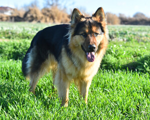 a nice german shepherd  in a green field