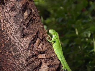 sinimbu green lizard in bugres bar - mt brazil