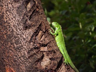 sinimbu green lizard in bugres bar - mt brazil
