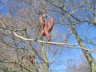 spring tree in the wind