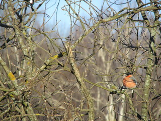 bullfinch on the branches in the forest