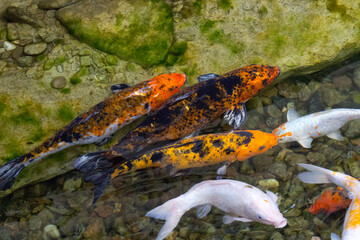 Koi carp fish swimming in pond. Chinese brocaded carp. 