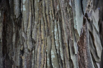 Obraz premium Wood Texture