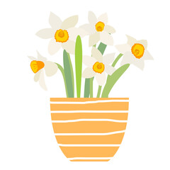 Bouquet of spring flowers daffodils in flower pot isolated on white background. EPS10