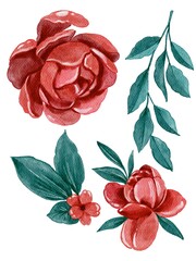 Watercolor peonies and leaves collection set. Handdrawn watercolor painted clip art, Botanical Decoration and symbol . Perfect for decoration of invitations, posters and packaging.