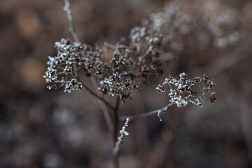 macro photography of autumn flowers. Natural background. Flowers background. Beautiful neutral colors