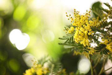 Obraz na płótnie Canvas Beautiful mimosa plant on blurred background, closeup. Space for text