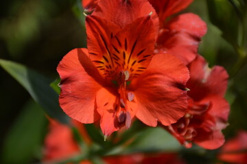 Flower Lillies Tiger Asiatic
