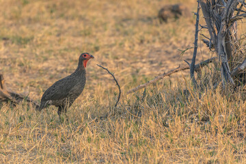 Botswana. Chobe National Park. Swainson's spur fowl (Pternistis swainsonii) in the grass.