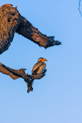 Botswana. Okavango Delta. Khwai Concession. Southern yellow-billed hornbill (Tockus leucomelas) resting in a tree.