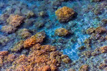 Sea bottom with underwater seaweeds viewed through clear azure blue water at Black Sea coast. Nature background and texture.
