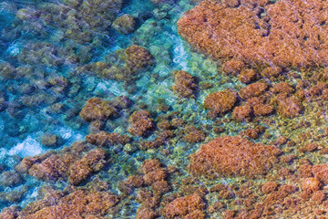 Sea bottom with underwater seaweeds viewed through clear azure blue water at Black Sea coast. Nature background and texture.