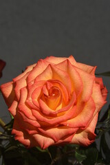 róża, kwiat