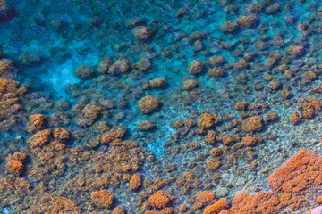 Fototapeta na wymiar Sea bottom with underwater seaweeds viewed through clear azure blue water at Black Sea coast. Nature background and texture.
