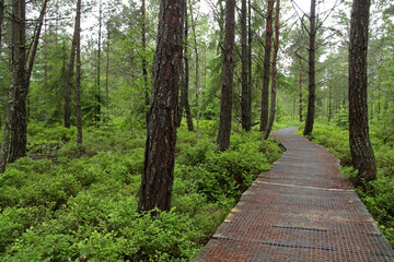 Peatbog near Tarnawa in Bieszczady Mountains, Poland