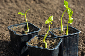 Plant sprouts in plastic black pots on the background of fresh earth in the garden
